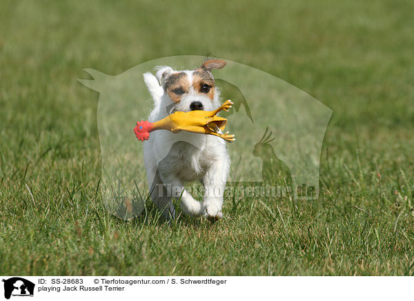 spielender Parson Russell Terrier / playing Parson Russell Terrier / SS-28683