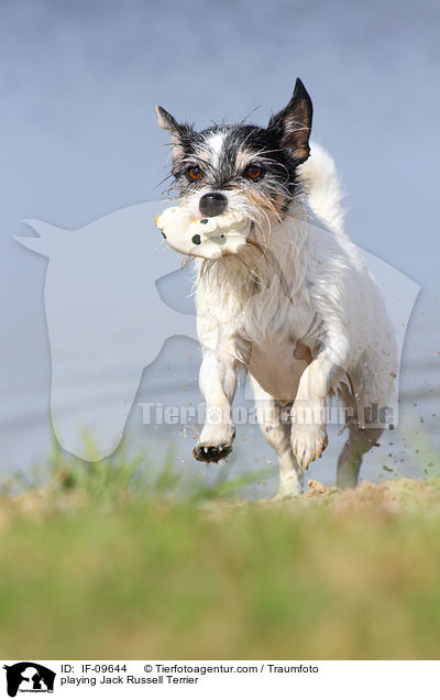 playing Jack Russell Terrier / IF-09644
