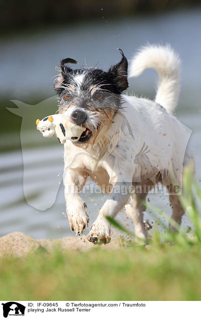 spielender Jack Russell Terrier / playing Jack Russell Terrier / IF-09645