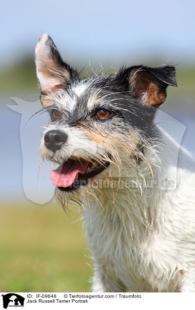 Jack Russell Terrier Portrait / Jack Russell Terrier Portrait / IF-09648