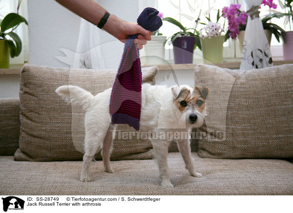 Parson Russell Terrier mit Arthrose / Parson Russell Terrier with arthrosis / SS-28749