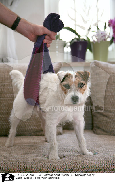 Parson Russell Terrier mit Arthrose / Parson Russell Terrier with arthrosis / SS-28750