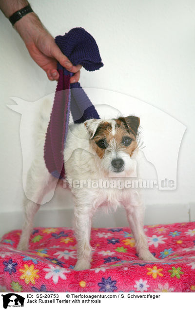 Parson Russell Terrier mit Arthrose / Parson Russell Terrier with arthrosis / SS-28753