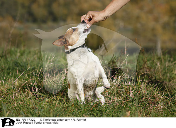 Jack Russell Terrier macht Mnnchen / Jack Russell Terrier shows trick / RR-47322