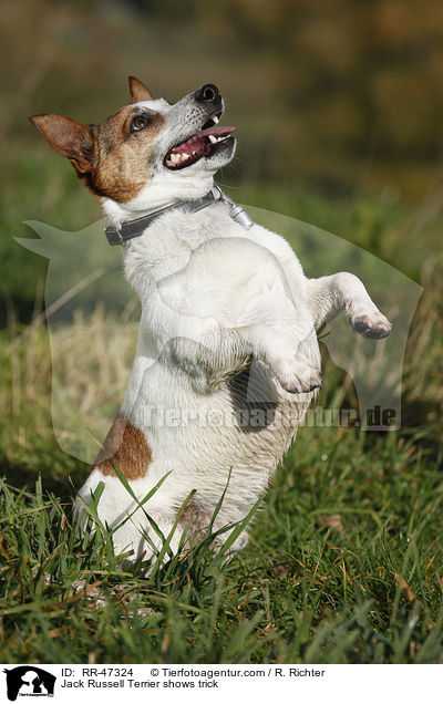 Jack Russell Terrier macht Mnnchen / Jack Russell Terrier shows trick / RR-47324