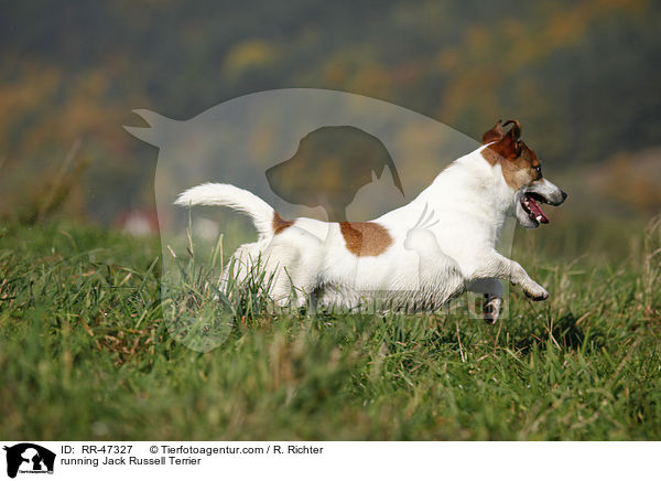 rennender Jack Russell Terrier / running Jack Russell Terrier / RR-47327