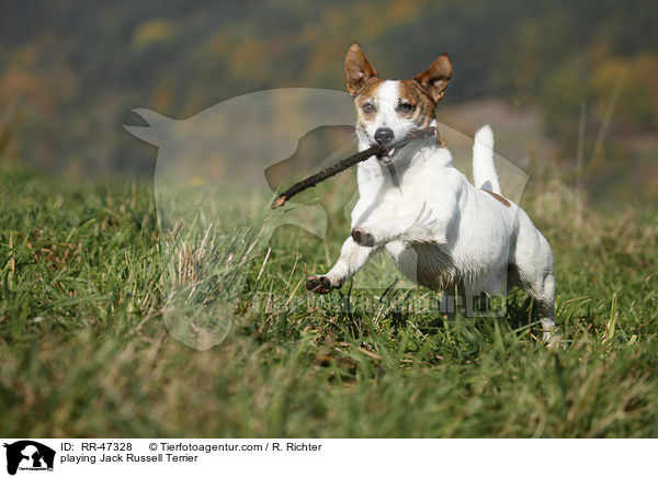 spielender Jack Russell Terrier / playing Jack Russell Terrier / RR-47328