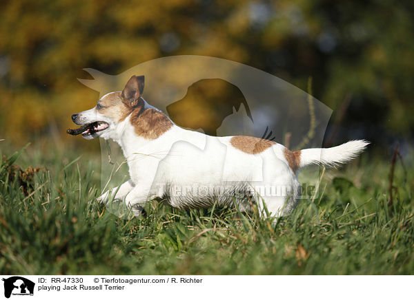 spielender Jack Russell Terrier / playing Jack Russell Terrier / RR-47330