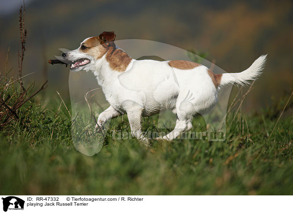 spielender Jack Russell Terrier / playing Jack Russell Terrier / RR-47332
