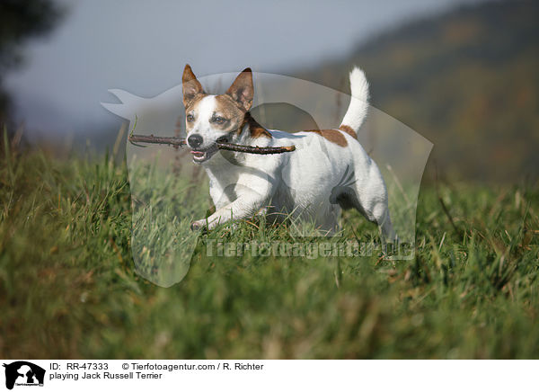 spielender Jack Russell Terrier / playing Jack Russell Terrier / RR-47333