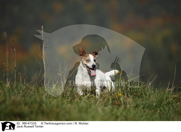 Jack Russell Terrier / Jack Russell Terrier / RR-47335
