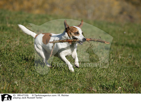 spielender Jack Russell Terrier / playing Jack Russell Terrier / RR-47339