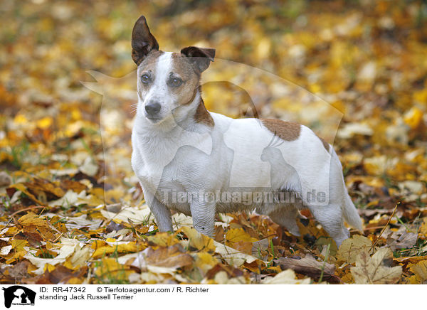 stehender Jack Russell Terrier / standing Jack Russell Terrier / RR-47342
