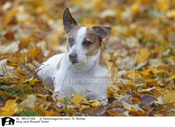 liegender Jack Russell Terrier / lying Jack Russell Terrier / RR-47348