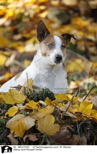 sitzender Jack Russell Terrier / sitting Jack Russell Terrier / RR-47353