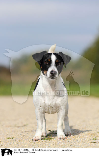 Jack Russell Terrier / Jack Russell Terrier / IF-10015