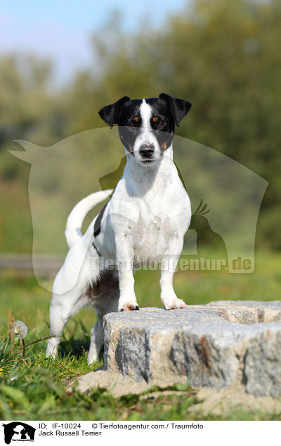 Jack Russell Terrier / Jack Russell Terrier / IF-10024