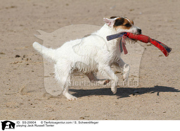 spielender Parson Russell Terrier / playing Parson Russell Terrier / SS-29904