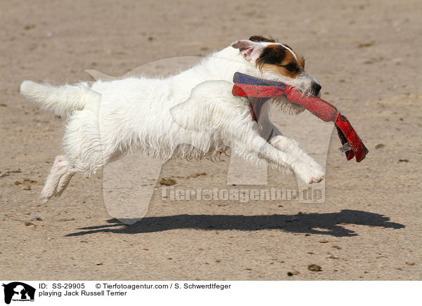 spielender Parson Russell Terrier / playing Parson Russell Terrier / SS-29905
