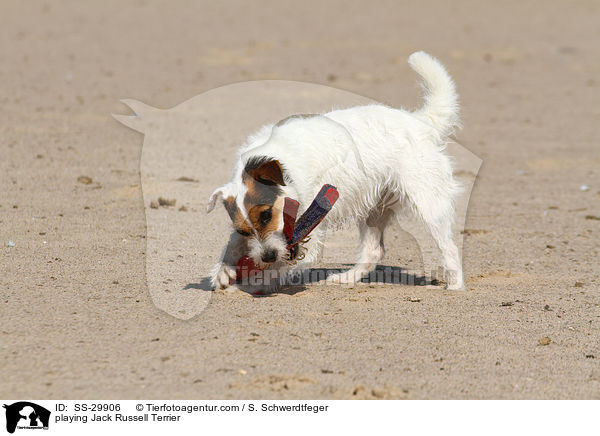 spielender Parson Russell Terrier / playing Parson Russell Terrier / SS-29906