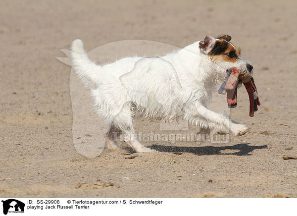 spielender Parson Russell Terrier / playing Parson Russell Terrier / SS-29908