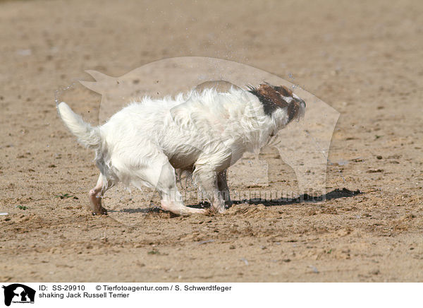 Parson Russell Terrier schttelt sich / shaking Parson Russell Terrier / SS-29910