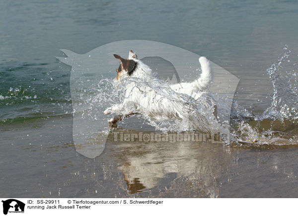 rennender Parson Russell Terrier / running Parson Russell Terrier / SS-29911
