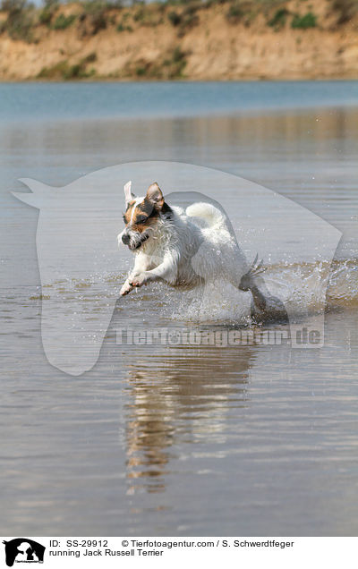 rennender Parson Russell Terrier / running Parson Russell Terrier / SS-29912