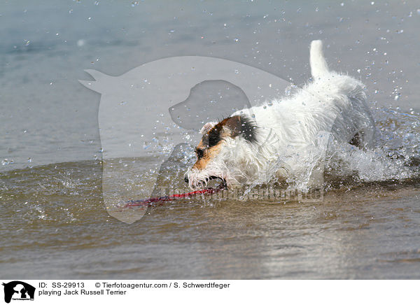 spielender Parson Russell Terrier / playing Parson Russell Terrier / SS-29913