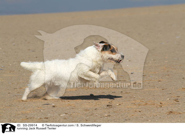 rennender Parson Russell Terrier / running Parson Russell Terrier / SS-29914