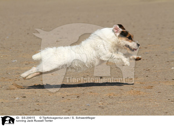 rennender Parson Russell Terrier / running Parson Russell Terrier / SS-29915