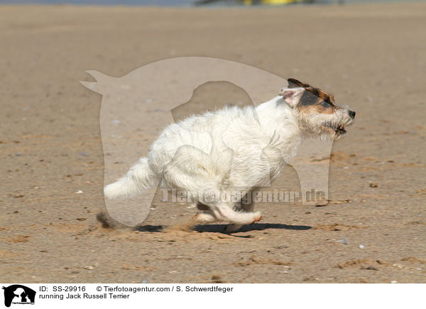 rennender Parson Russell Terrier / running Parson Russell Terrier / SS-29916