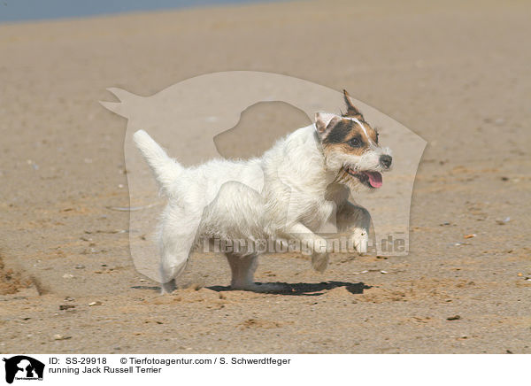 rennender Parson Russell Terrier / running Parson Russell Terrier / SS-29918