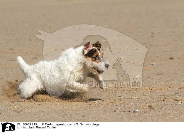 rennender Parson Russell Terrier / running Parson Russell Terrier / SS-29919