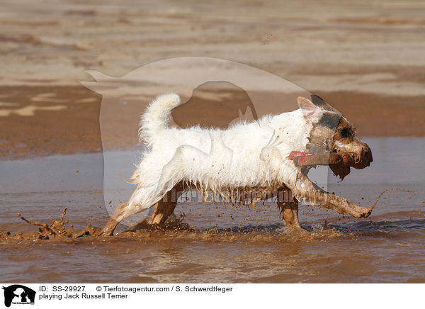 spielender Parson Russell Terrier / playing Parson Russell Terrier / SS-29927