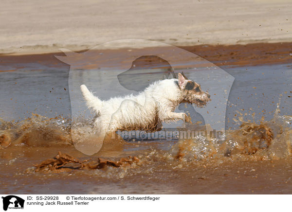 rennender Parson Russell Terrier / running Parson Russell Terrier / SS-29928