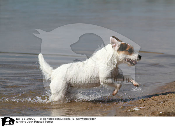 rennender Parson Russell Terrier / running Parson Russell Terrier / SS-29929