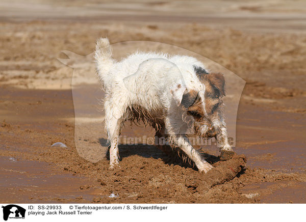 spielender Parson Russell Terrier / playing Parson Russell Terrier / SS-29933