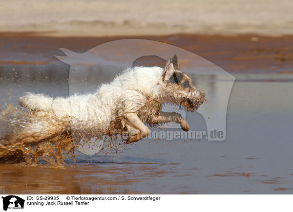 rennender Parson Russell Terrier / running Parson Russell Terrier / SS-29935