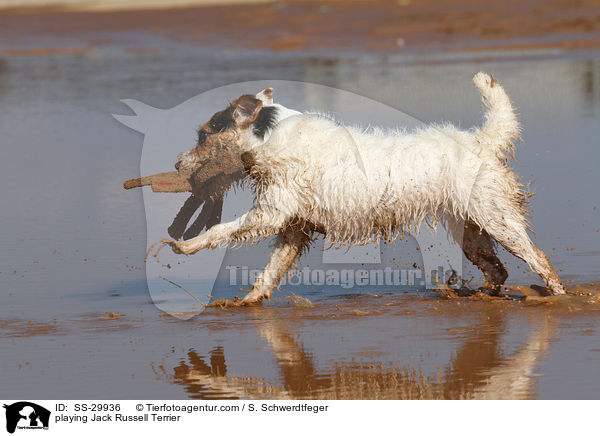 spielender Parson Russell Terrier / playing Parson Russell Terrier / SS-29936