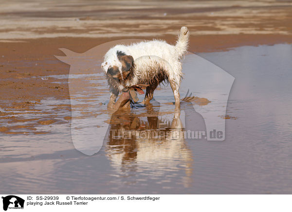 spielender Parson Russell Terrier / playing Parson Russell Terrier / SS-29939