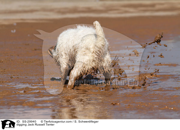 buddelnder Parson Russell Terrier / digging Parson Russell Terrier / SS-29940