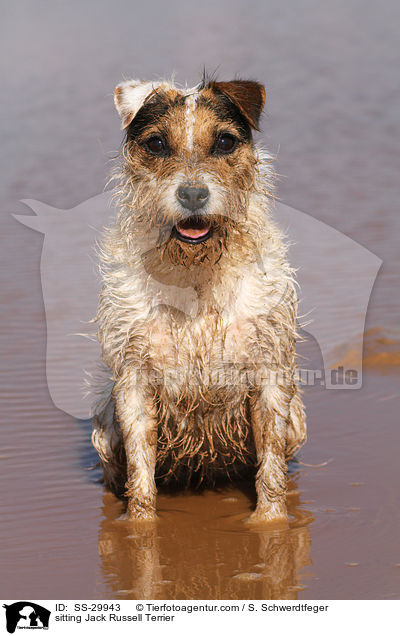 sitzender Parson Russell Terrier / sitting Parson Russell Terrier / SS-29943