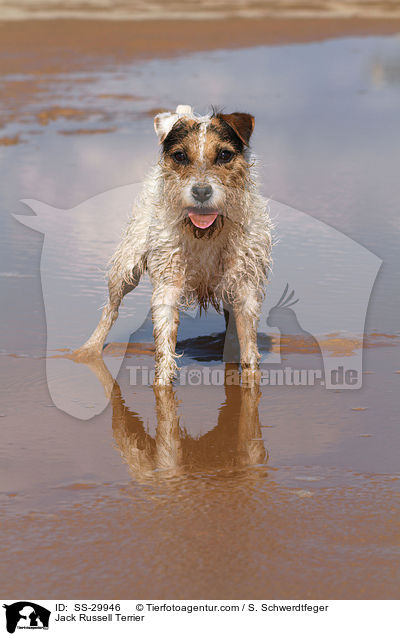 stehender Parson Russell Terrier / Parson Russell Terrier / SS-29946