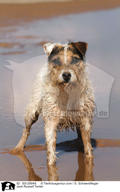 stehender Parson Russell Terrier / Parson Russell Terrier / SS-29948