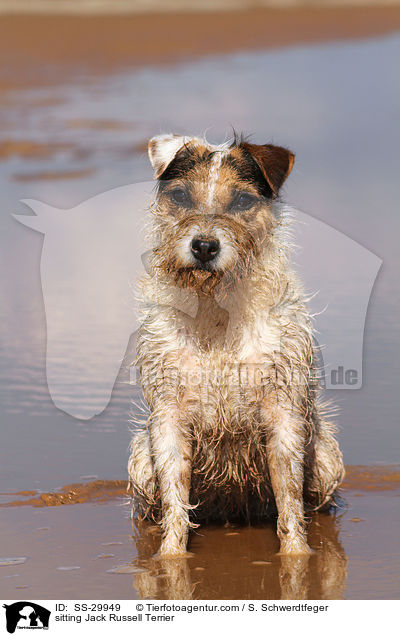 sitzender Parson Russell Terrier / sitting Parson Russell Terrier / SS-29949