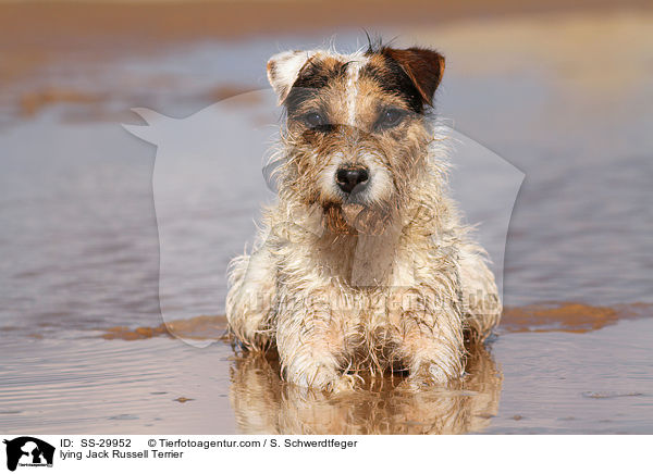 liegender Parson Russell Terrier / lying Parson Russell Terrier / SS-29952