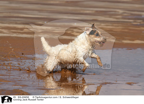 rennender Parson Russell Terrier / running Parson Russell Terrier / SS-29956