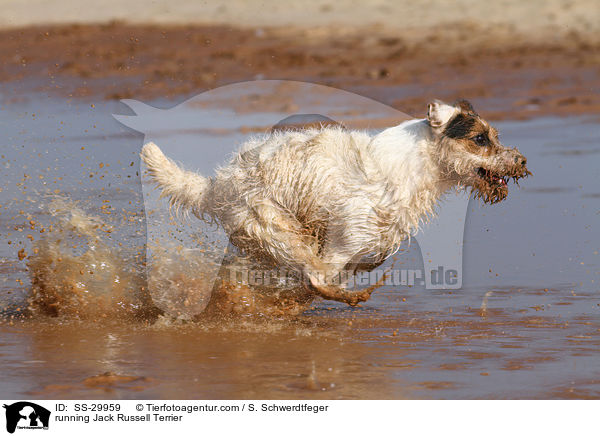 rennender Parson Russell Terrier / running Parson Russell Terrier / SS-29959