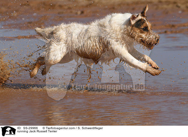 rennender Parson Russell Terrier / running Parson Russell Terrier / SS-29966